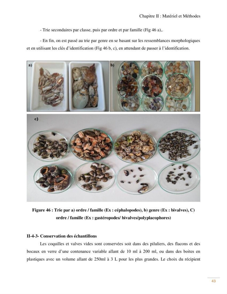 Contribution au recensement des mollusques de la région centre (Alger et Tipaza)