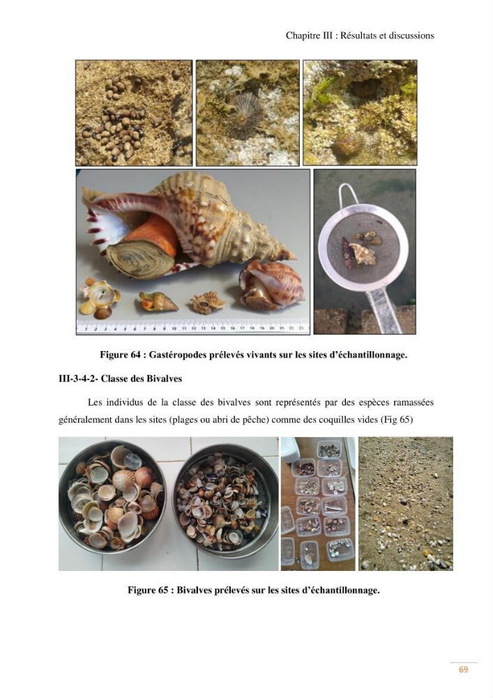 Contribution au recensement des mollusques de la région centre (Alger et Tipaza)
