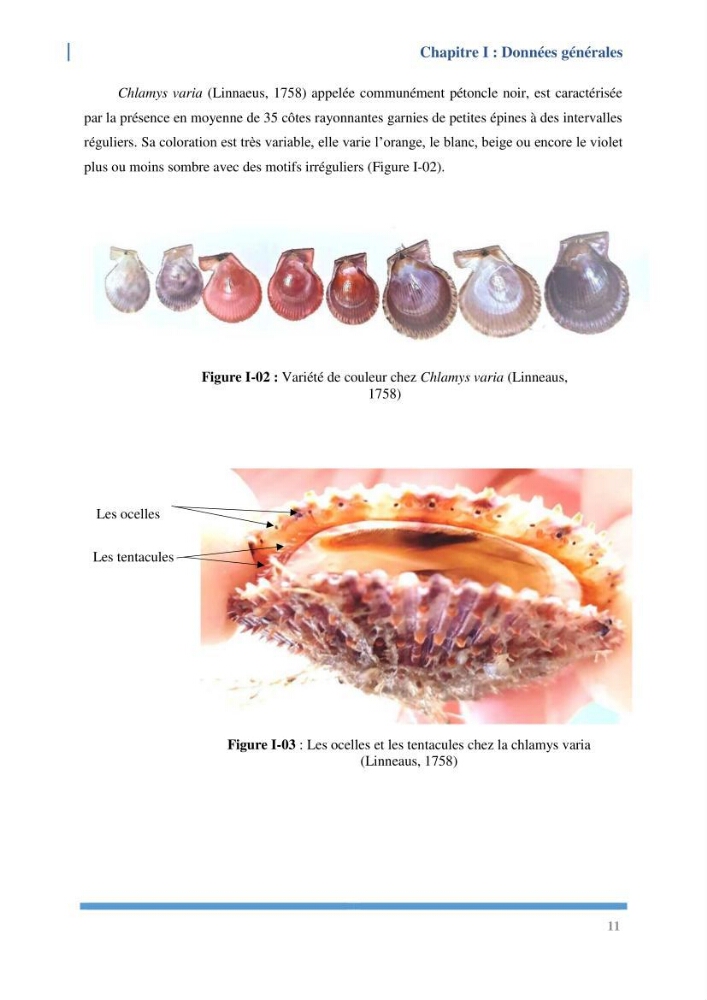 Etude de l’écologie et des Potentialités Aquacoles d’un Mollusque Bivalve Chlamys varia (Linnaeus, 1758) dans la baie de Bou Ismail