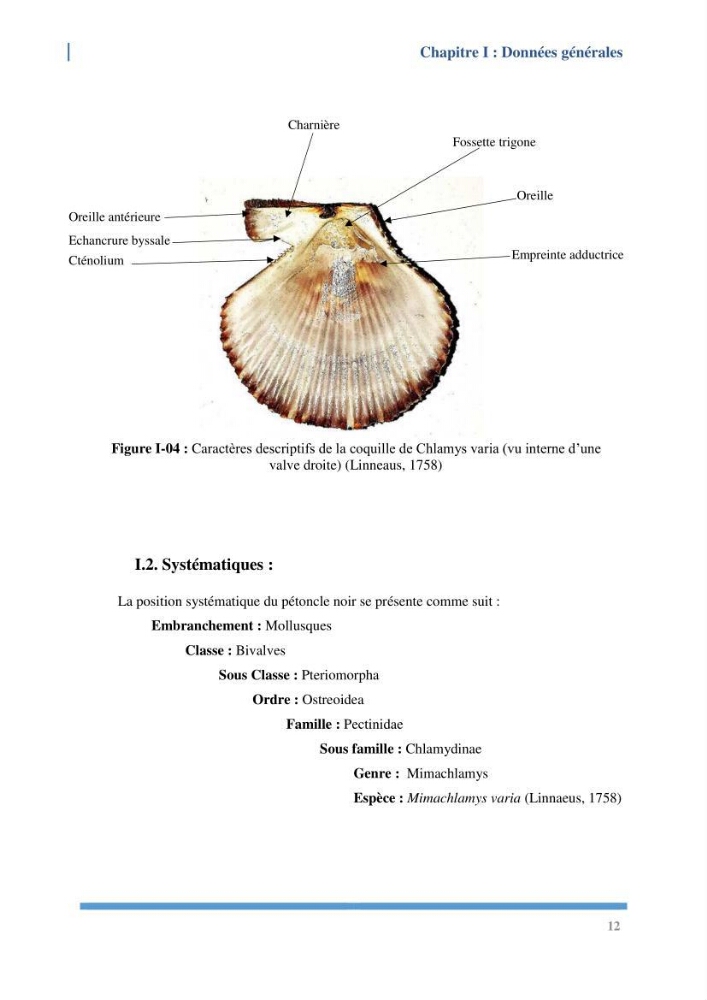 Etude de l’écologie et des Potentialités Aquacoles d’un Mollusque Bivalve Chlamys varia (Linnaeus, 1758) dans la baie de Bou Ismail