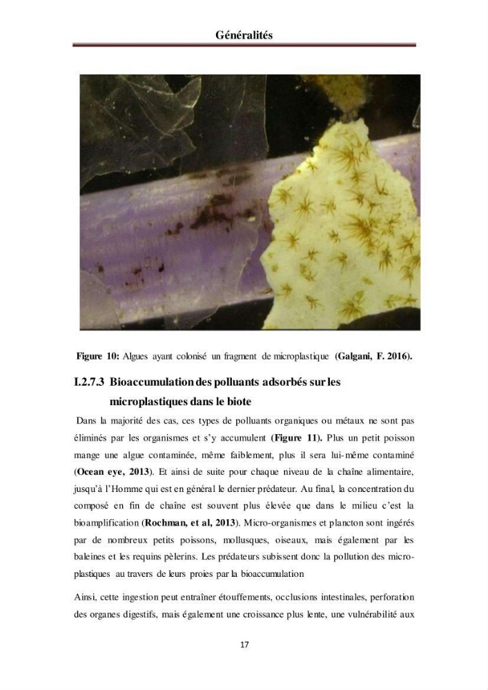 Evaluation quantitative des microplastiques dans la baie de Bou-Ismail