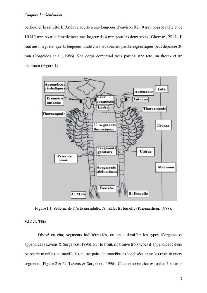 Culture des proies vivantes valorisation d\'une souche d\'artémia