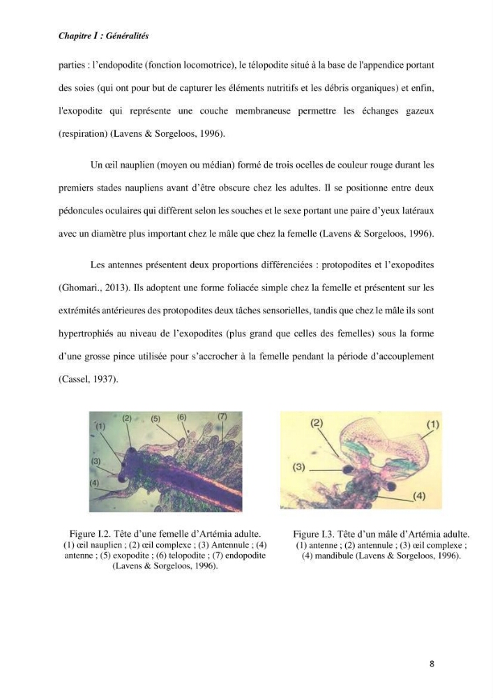 Culture des proies vivantes valorisation d\'une souche d\'artémia