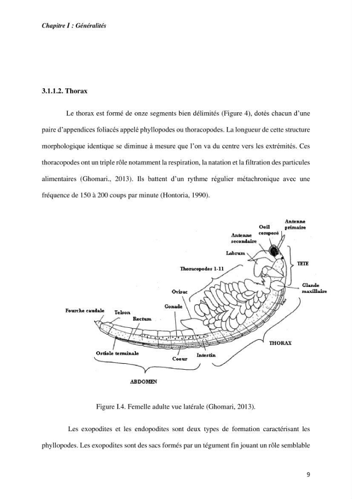 Culture des proies vivantes valorisation d\'une souche d\'artémia