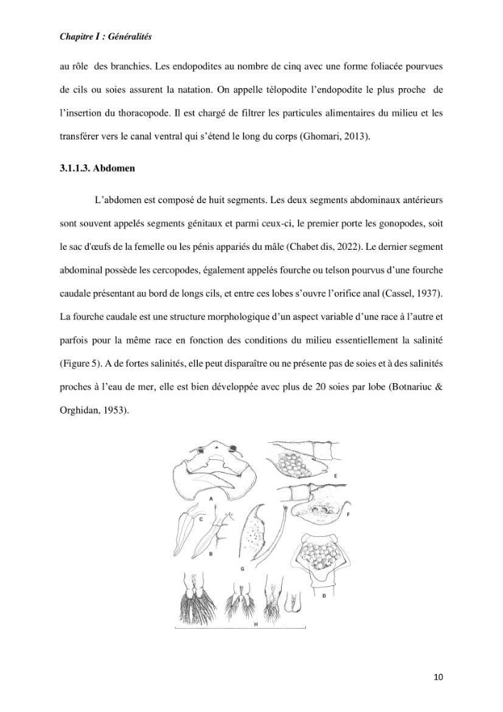 Culture des proies vivantes valorisation d\'une souche d\'artémia