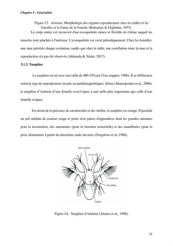 Culture des proies vivantes valorisation d\'une souche d\'artémia