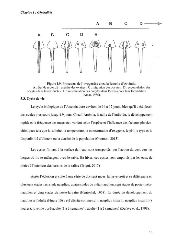 Culture des proies vivantes valorisation d\'une souche d\'artémia