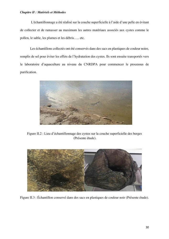 Culture des proies vivantes valorisation d\'une souche d\'artémia