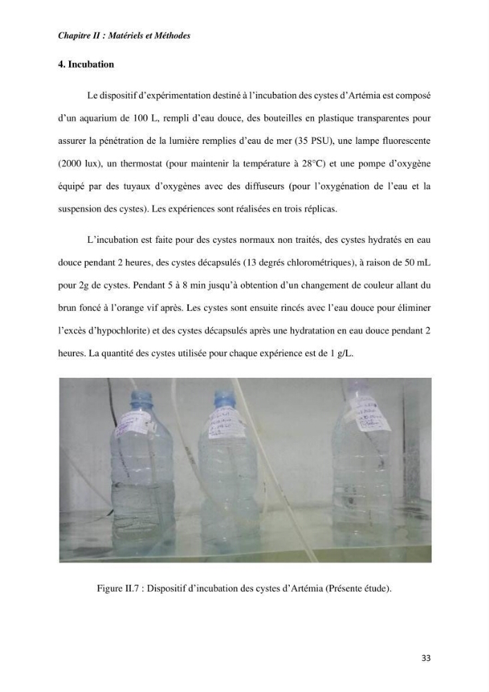 Culture des proies vivantes valorisation d\'une souche d\'artémia