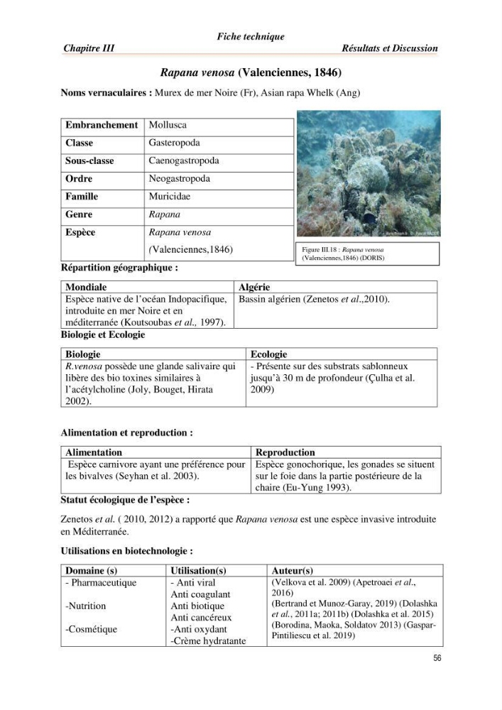 Mise en évidence de la faune marine d’intérêt biotechnologique de la côte algérienne.: