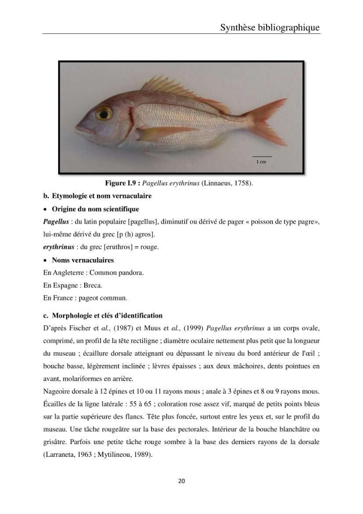 Etude de la bioaccumulation des métaux traces par trois poissons démersaux dans le golfe de Ghazaouet