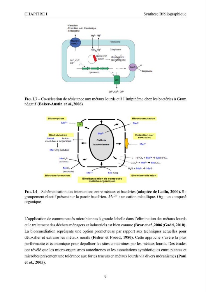 Evaluation de la résistance aux métaux lourds et du potentiel d’élimination du chrome hexavalent chez des bactéries d’origines marines Projet de mise en place d’un procédé de traitement des effluents riches en chrome.
