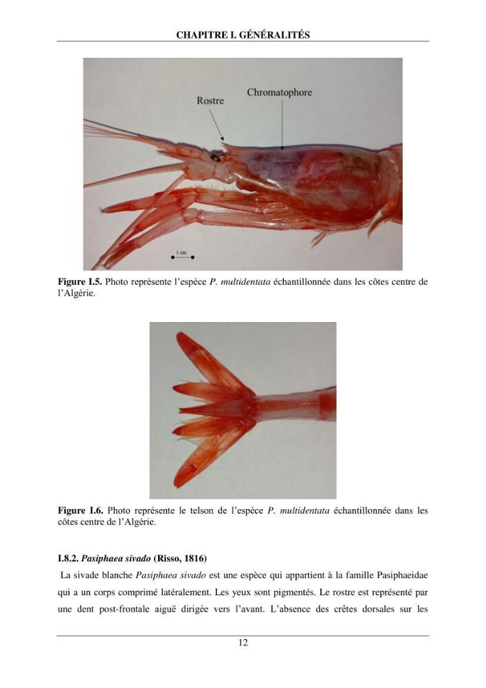 Contribution à l\'étude de quelques paramètres de la biologie des espèces de la famille Pasiphaeidae (Crustacea, Decapoda) dans la région centre du bassin algérien