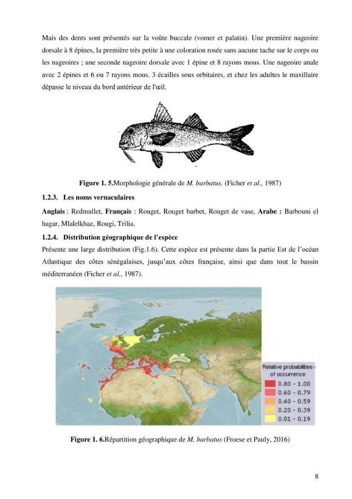 Contribution à l’étude de la croissance et de l’exploitation de l’espèce « Mullus barbatus» dans la baie de Jijel.
