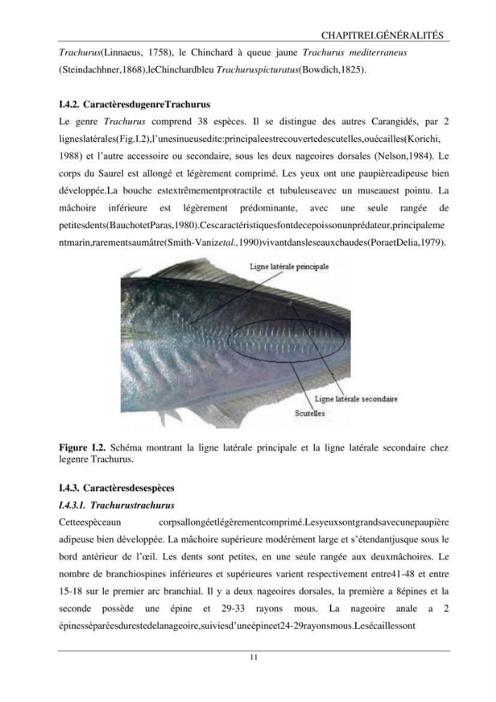 L\'étude biométrique des espèces du genre Trachurus ( Poisons, Téleostéens, Carangidae ) de la région centre du littoral Algérien
