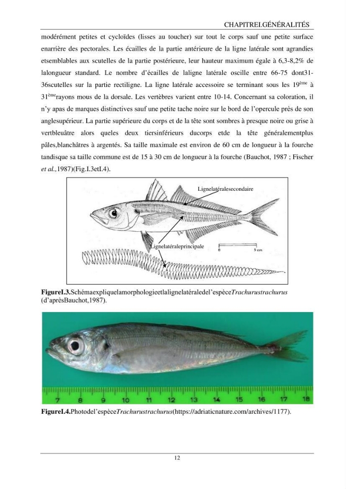 L\'étude biométrique des espèces du genre Trachurus ( Poisons, Téleostéens, Carangidae ) de la région centre du littoral Algérien