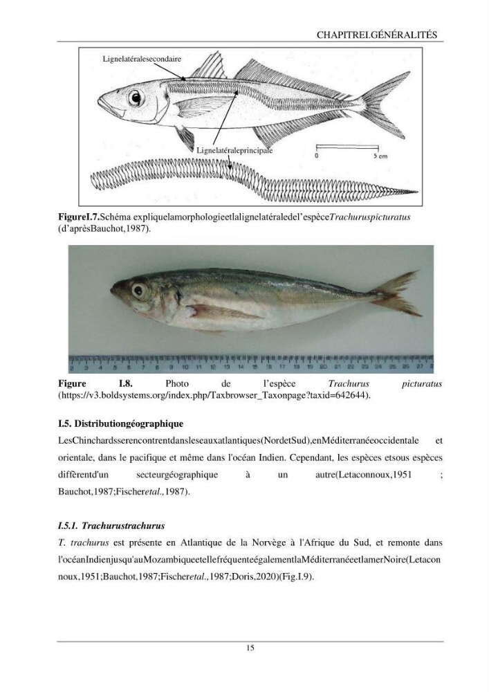 L\'étude biométrique des espèces du genre Trachurus ( Poisons, Téleostéens, Carangidae ) de la région centre du littoral Algérien