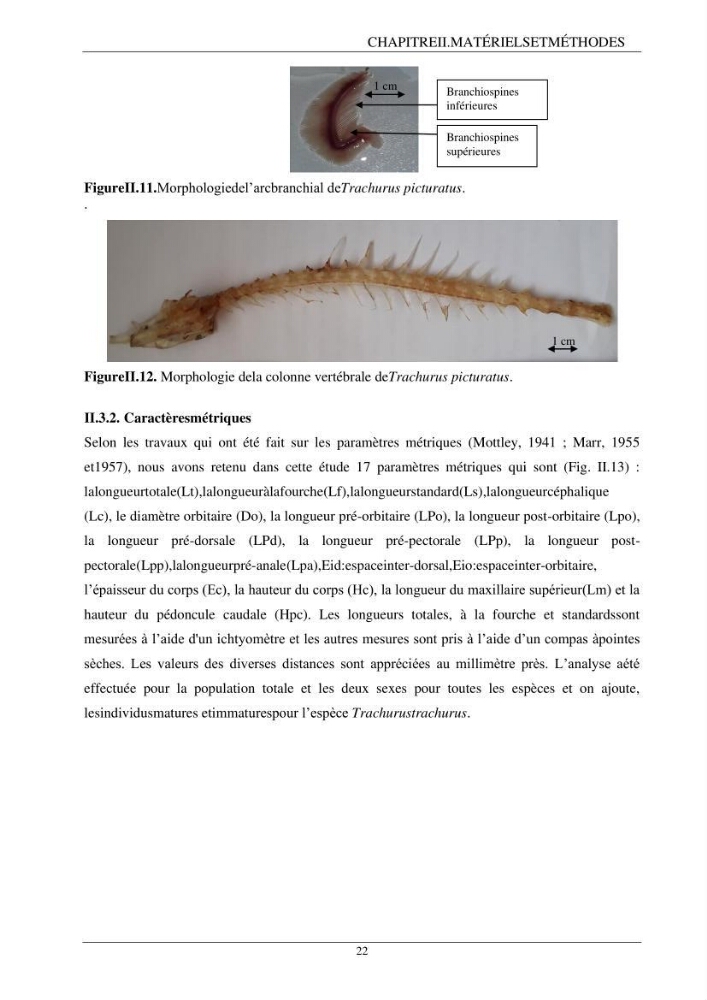 L\'étude biométrique des espèces du genre Trachurus ( Poisons, Téleostéens, Carangidae ) de la région centre du littoral Algérien