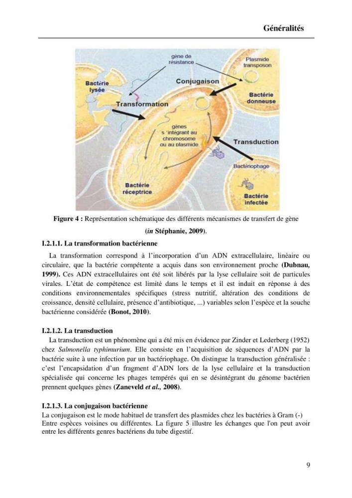 Caractérisation génétique de la résistance aux quinolones chez des coliformes isolés à partir de la moule (Mytilus galloprovincialis)