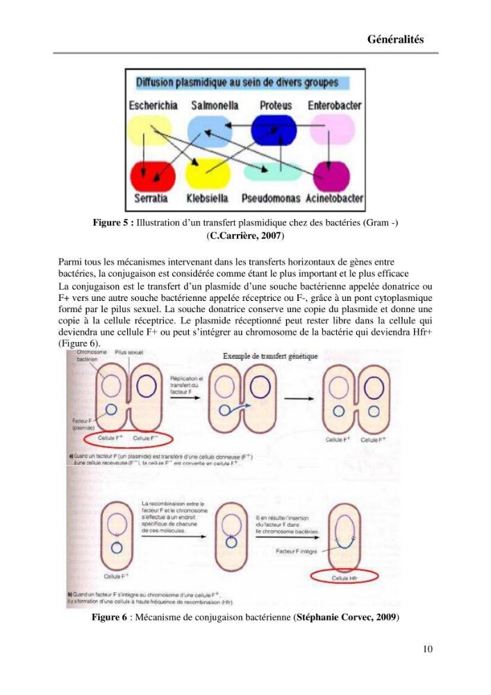 Caractérisation génétique de la résistance aux quinolones chez des coliformes isolés à partir de la moule (Mytilus galloprovincialis)