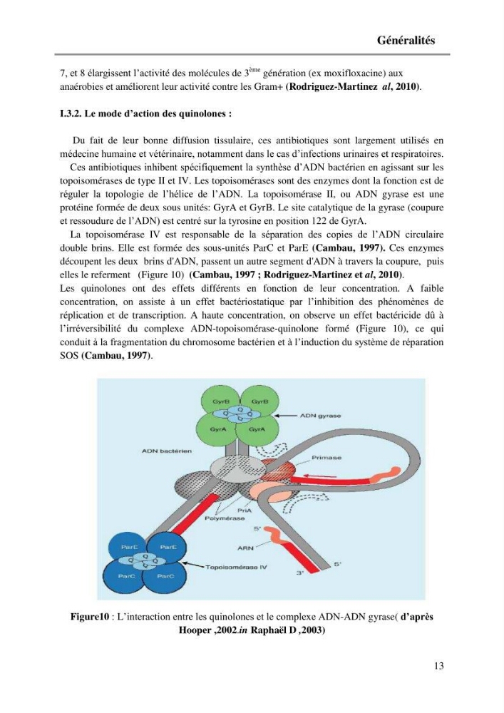 Caractérisation génétique de la résistance aux quinolones chez des coliformes isolés à partir de la moule (Mytilus galloprovincialis)
