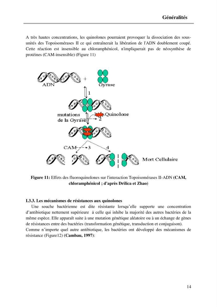Caractérisation génétique de la résistance aux quinolones chez des coliformes isolés à partir de la moule (Mytilus galloprovincialis)