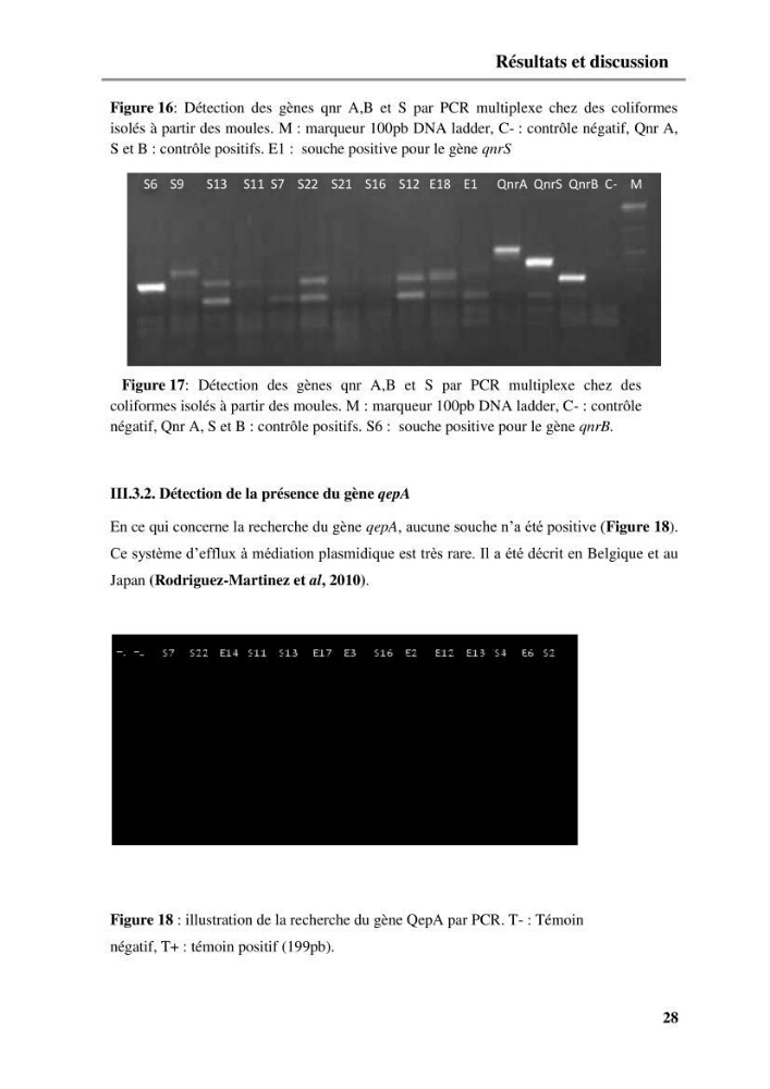 Caractérisation génétique de la résistance aux quinolones chez des coliformes isolés à partir de la moule (Mytilus galloprovincialis)
