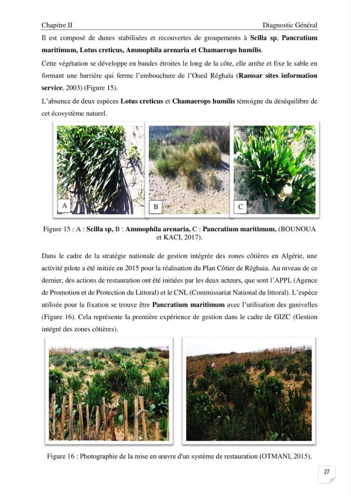 Etude de l\'évolution surfaçique et volumétrique du cordon dunaire d\'El Kadous ( commune de Heraoua)