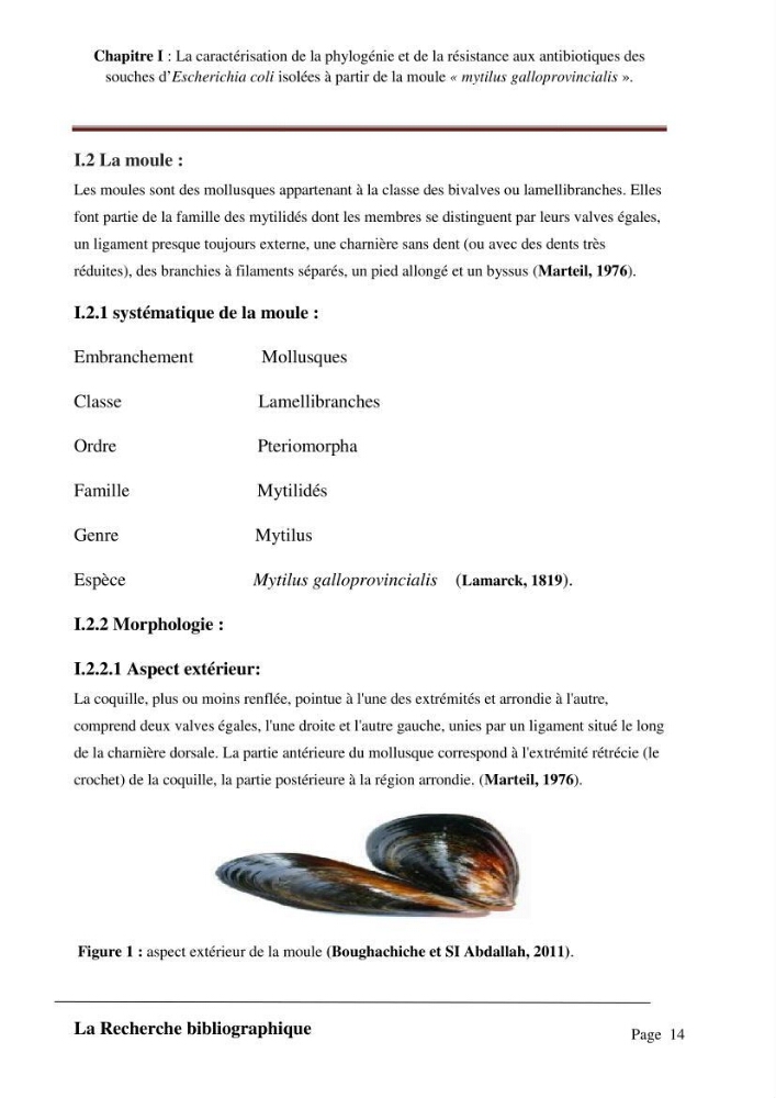 La caractérisation de la phylogénie et de la résistance aux antibiotiques des souches d\'Escherichia coli isolées à partir de la moule \"mytilus galloprovincialis\":