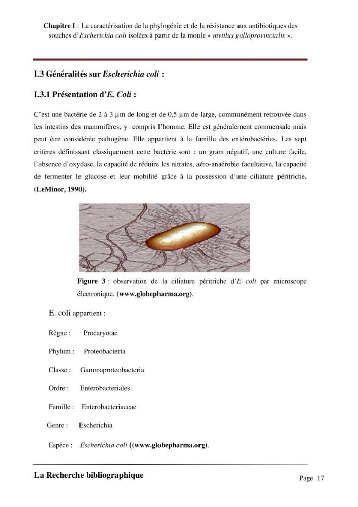 La caractérisation de la phylogénie et de la résistance aux antibiotiques des souches d\'Escherichia coli isolées à partir de la moule \"mytilus galloprovincialis\":