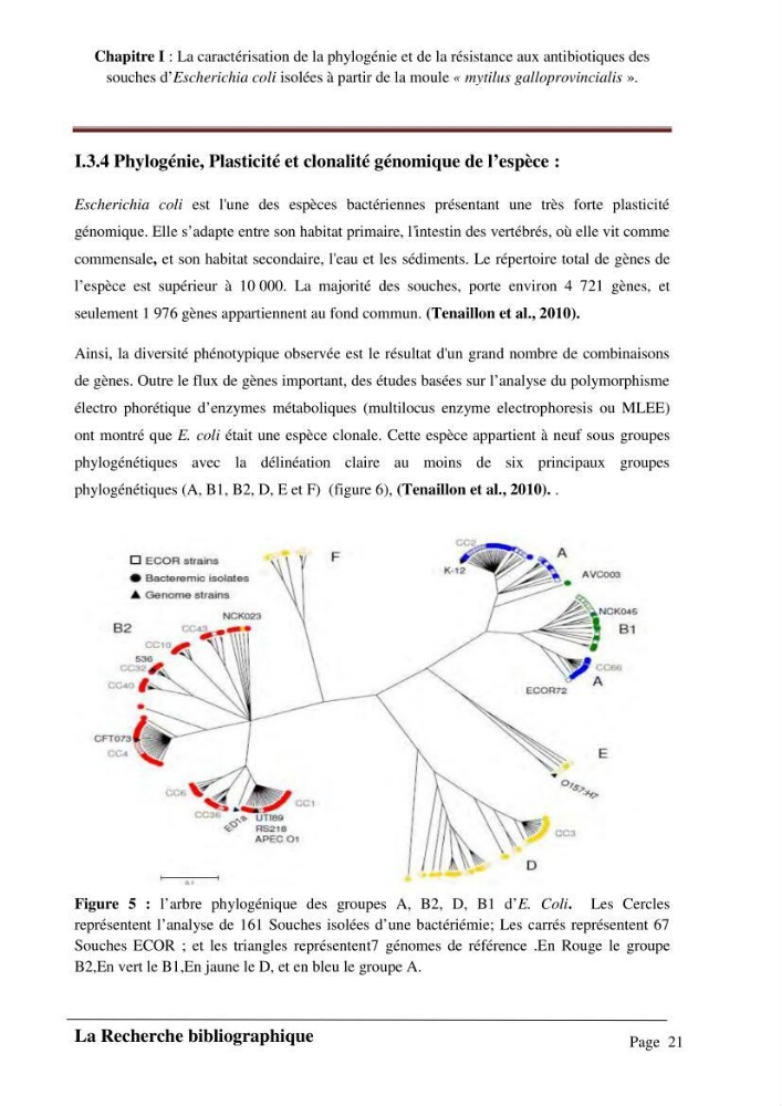 La caractérisation de la phylogénie et de la résistance aux antibiotiques des souches d\'Escherichia coli isolées à partir de la moule \"mytilus galloprovincialis\":