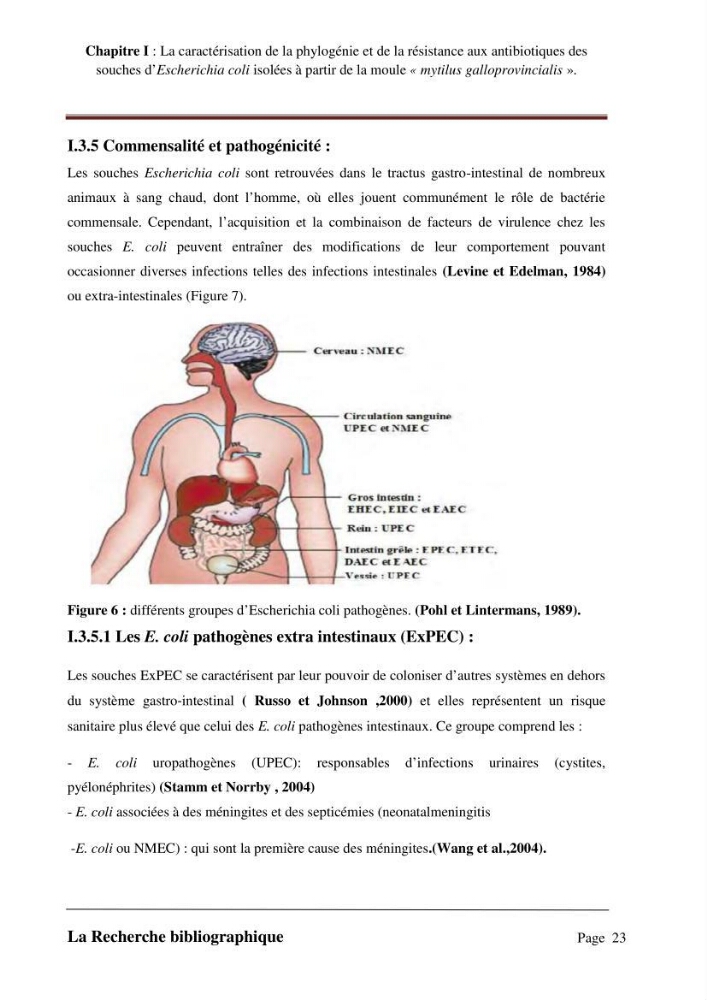 La caractérisation de la phylogénie et de la résistance aux antibiotiques des souches d\'Escherichia coli isolées à partir de la moule \"mytilus galloprovincialis\":