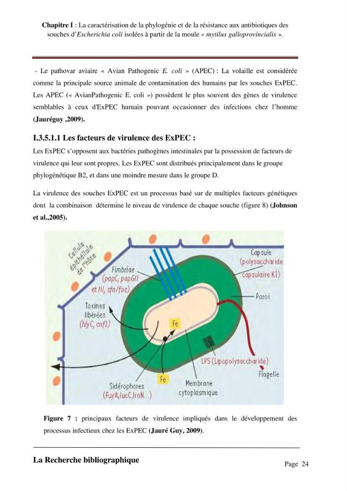 La caractérisation de la phylogénie et de la résistance aux antibiotiques des souches d\'Escherichia coli isolées à partir de la moule \"mytilus galloprovincialis\":