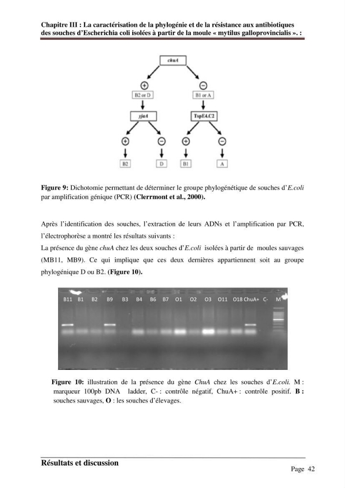 La caractérisation de la phylogénie et de la résistance aux antibiotiques des souches d\'Escherichia coli isolées à partir de la moule \"mytilus galloprovincialis\":