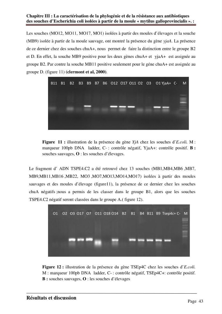 La caractérisation de la phylogénie et de la résistance aux antibiotiques des souches d\'Escherichia coli isolées à partir de la moule \"mytilus galloprovincialis\":