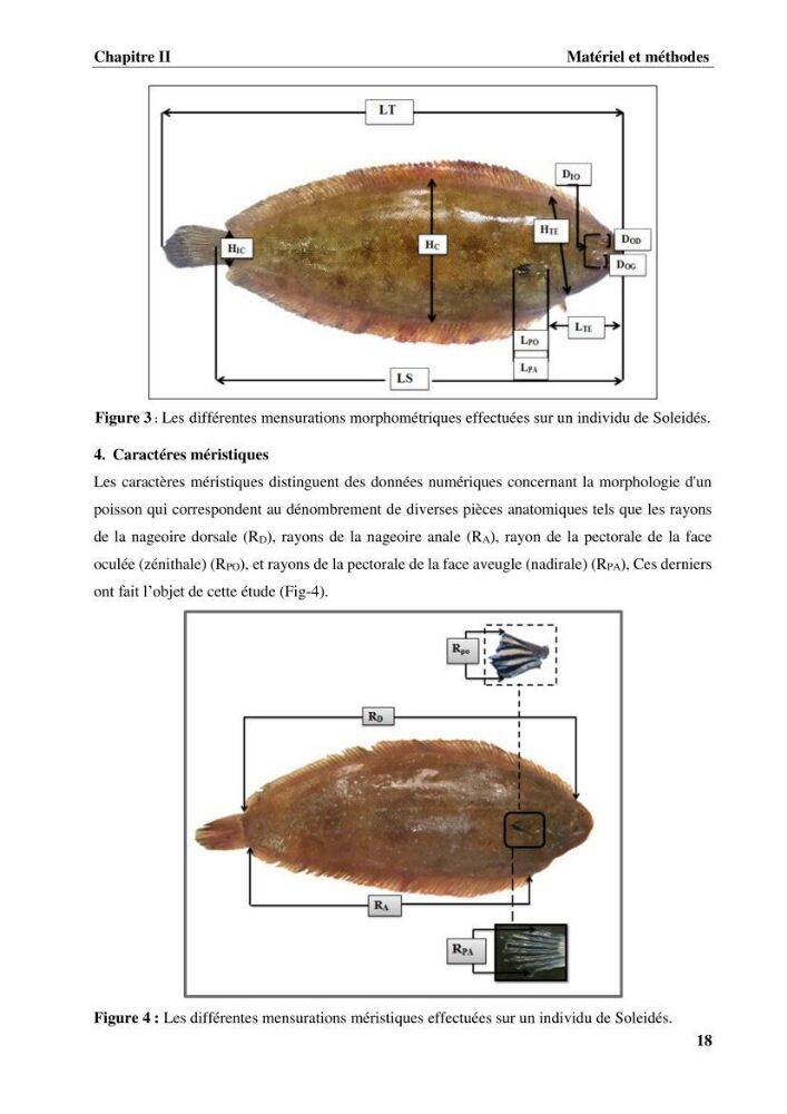 Etude systématique de la famille des soleidae des cotes algeriennes:analyses morphologique et morphométrique :
