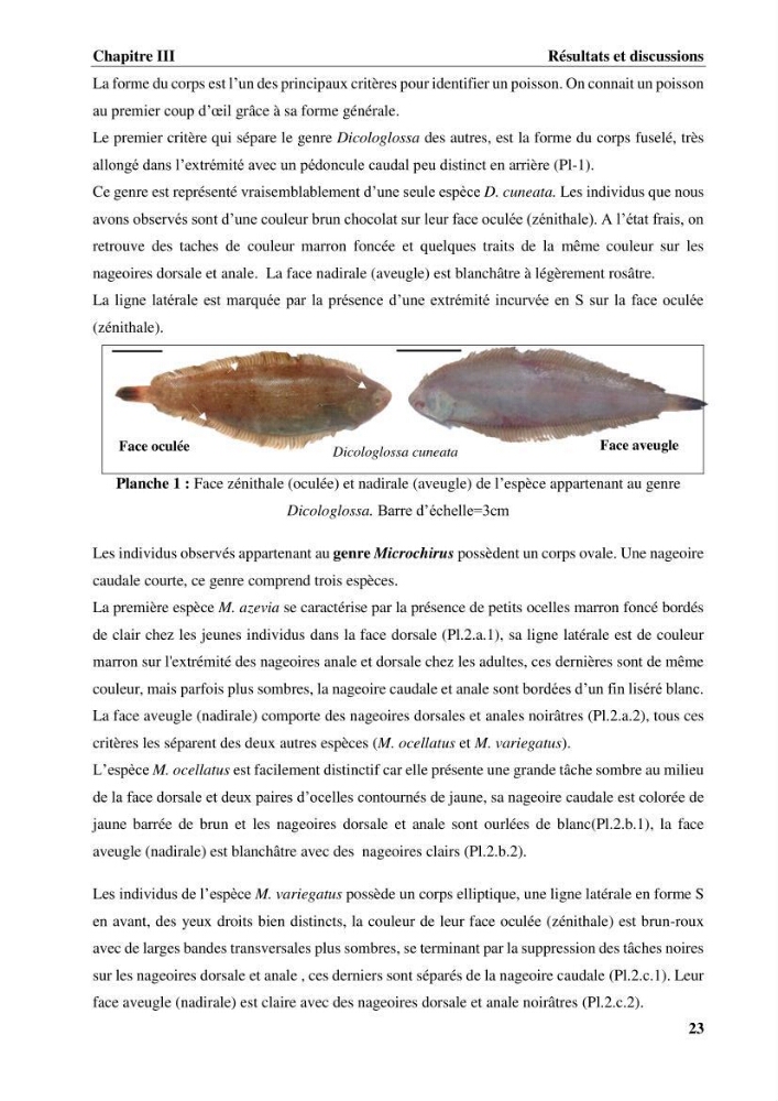 Etude systématique de la famille des soleidae des cotes algeriennes:analyses morphologique et morphométrique :