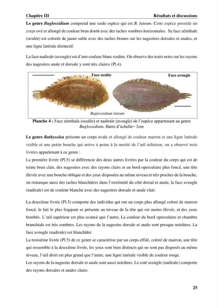 Etude systématique de la famille des soleidae des cotes algeriennes:analyses morphologique et morphométrique :
