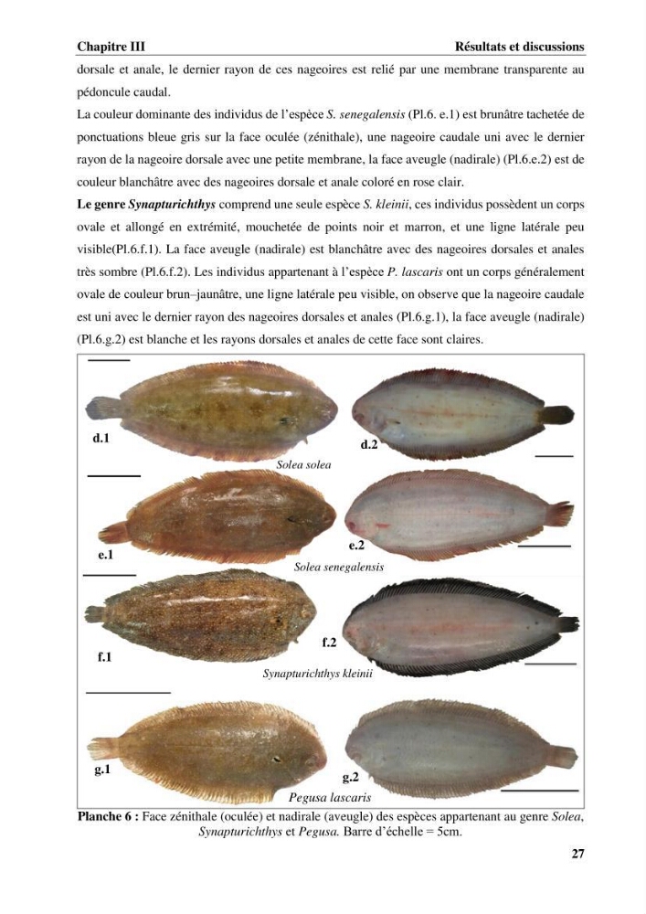 Etude systématique de la famille des soleidae des cotes algeriennes:analyses morphologique et morphométrique :