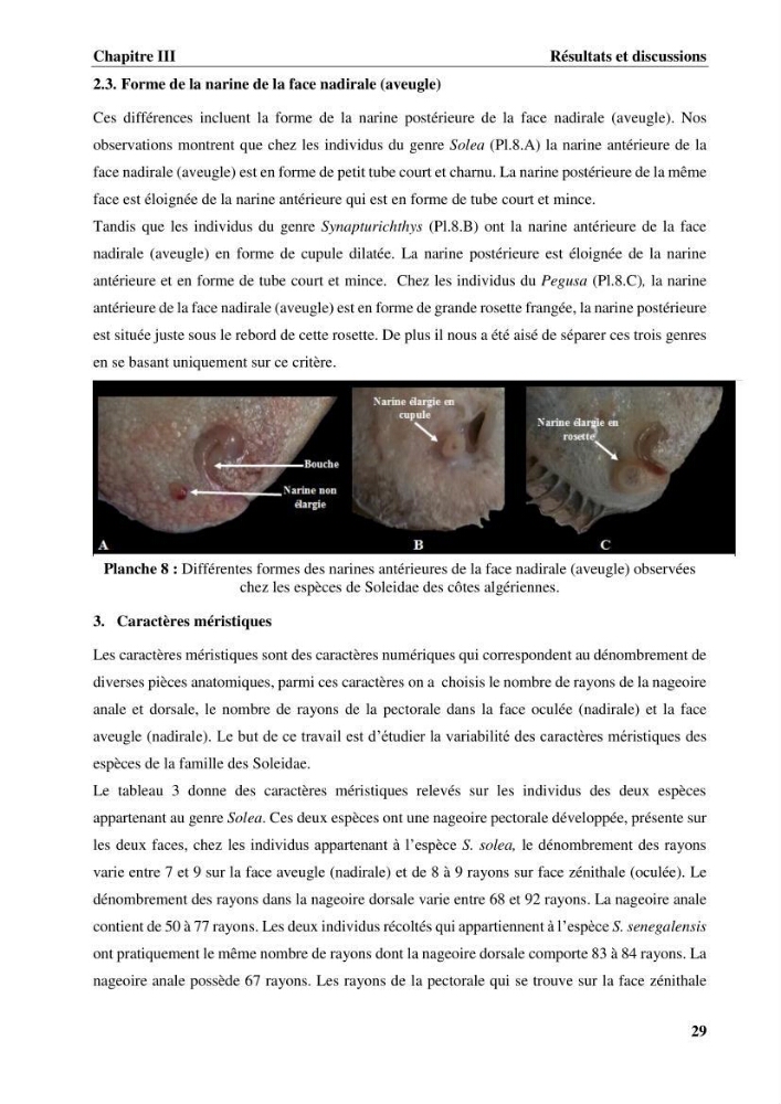 Etude systématique de la famille des soleidae des cotes algeriennes:analyses morphologique et morphométrique :