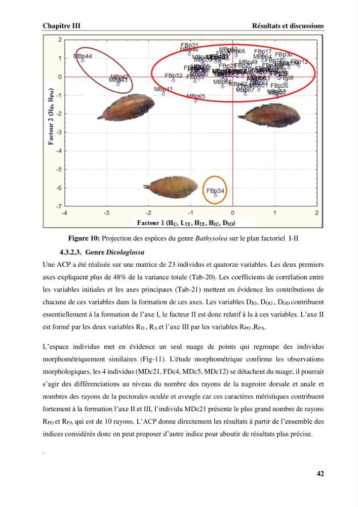 Etude systématique de la famille des soleidae des cotes algeriennes:analyses morphologique et morphométrique :