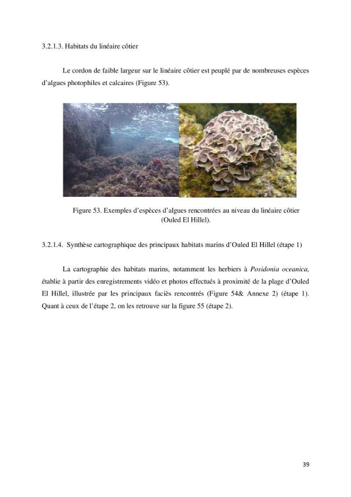 Contribution à la cartographie des habitas marins dans le cadre d\'une étude d\'impact