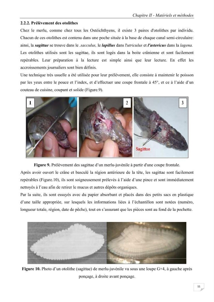 Etude des variabilités interannuelle et interrégionale du taux de croissance des juvéniles de merlu (merluccius merluccius) dans les baies de Jijel et de Dellys