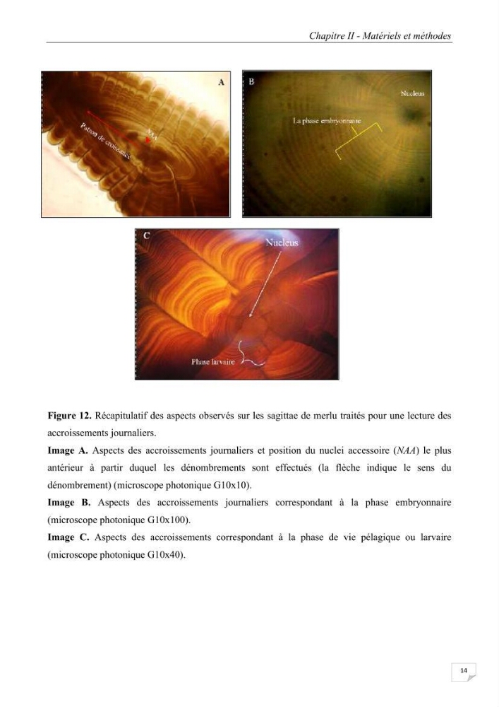 Etude des variabilités interannuelle et interrégionale du taux de croissance des juvéniles de merlu (merluccius merluccius) dans les baies de Jijel et de Dellys