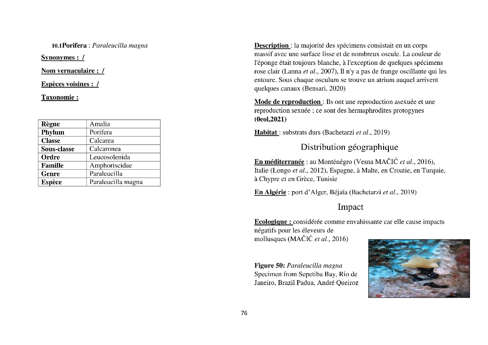 Distribution géographique et caractérisation de quelques espèces non indigènes de la côte algérienne: