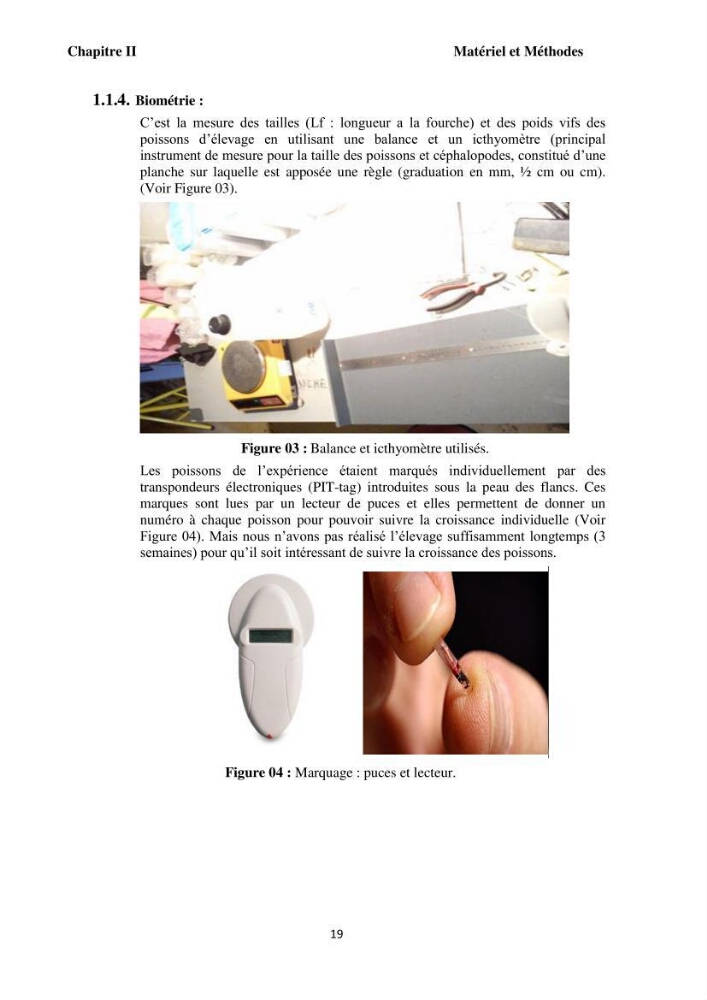 Test d\'utilisation de la macroalgue ulve (Ulva sp.) comme unique filtre biologique dans un circuit fermé d\'élevage de poissons mulets( Liza ramada):