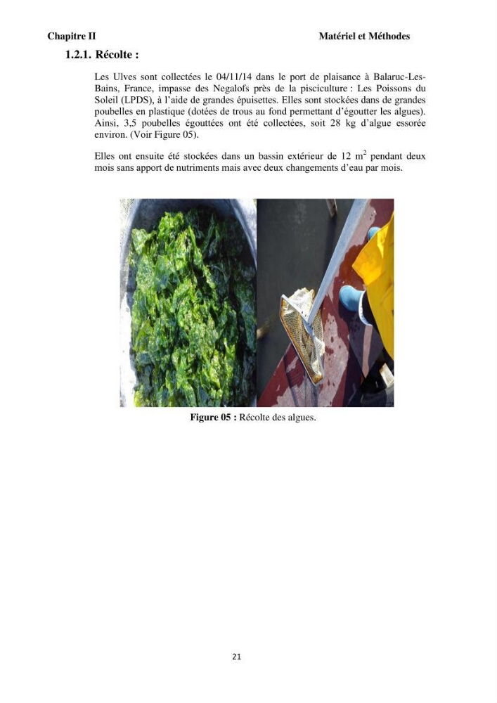 Test d\'utilisation de la macroalgue ulve (Ulva sp.) comme unique filtre biologique dans un circuit fermé d\'élevage de poissons mulets( Liza ramada):