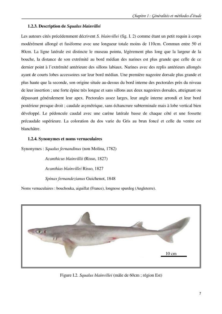 Contribution à l\'étude du comportement, de croissance et de l\'exploitation de squalus bleinveil ( chodrichthyens, squalidae) dans le bassin algerien