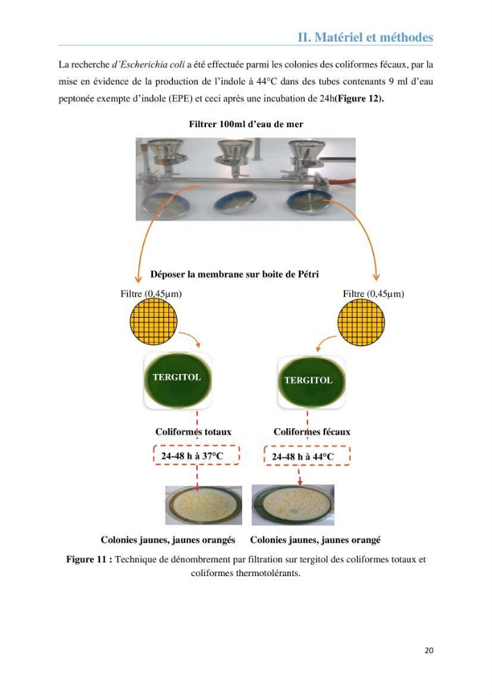 Analyse microbiologique et évaluation de la résistance aux antibiotiques des eaux de plages algéroises.