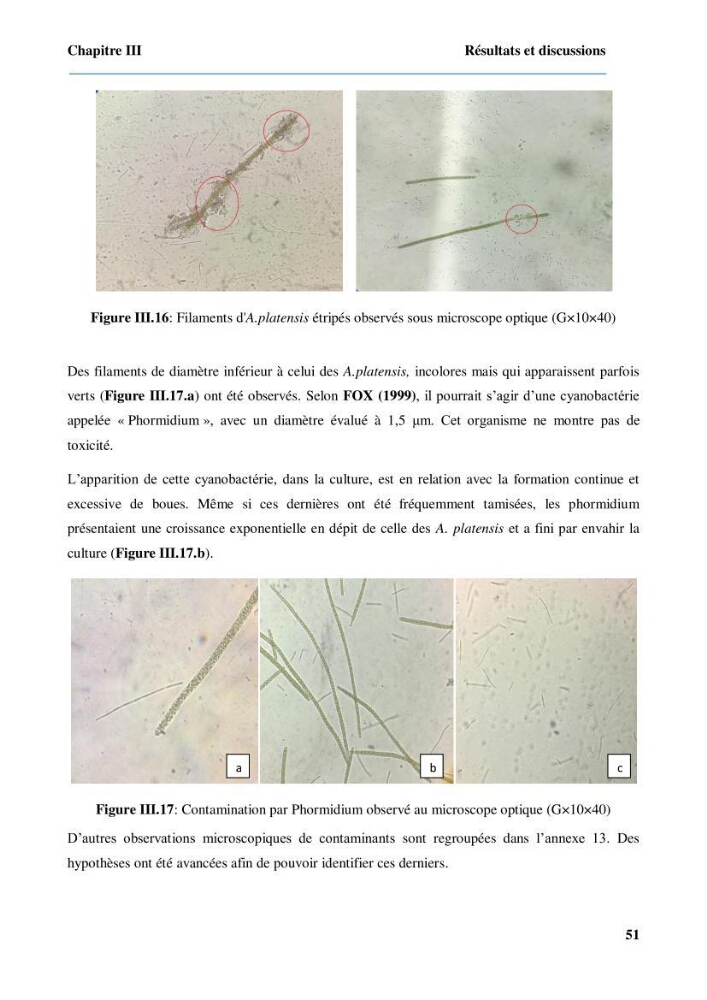 Culture de microalgue Arthrospira platensis et voies de conditionnement